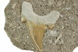 Otodus Shark Tooth Fossil in Rock - Morocco #230936-1
